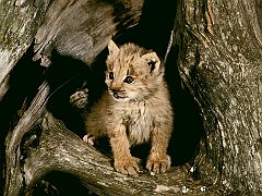 Lynx Cub, Loomis State Forest, Washington